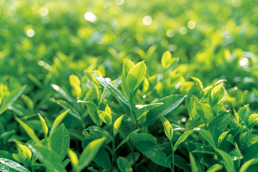 La Théanine : Un Trésor Caché du Thé Japonais