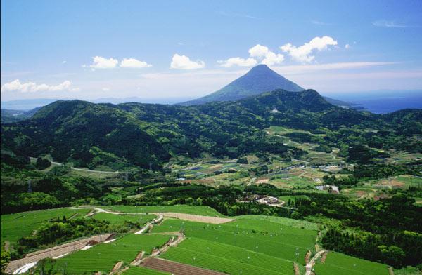 Primeur tea 2025 / Sencha Satsuma no Hashiri / Sachet 50g