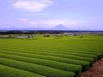 Shincha First Tea Set 2026/ Sencha Ohashiri + Sencha Hashiri
